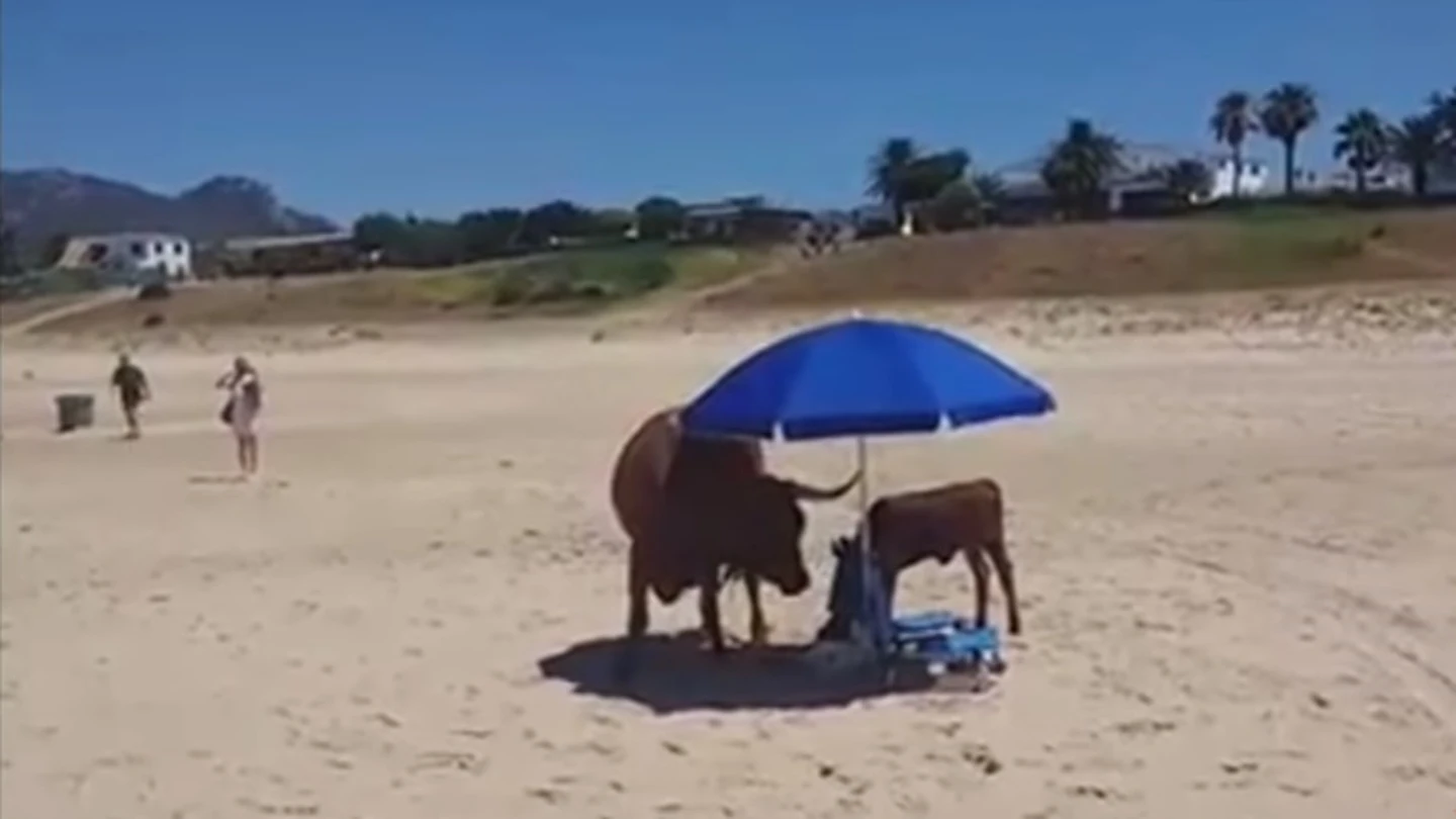 Una vaca y su cría en una playa de Bolonia Una vaca y su cría en una playa de Bolonia