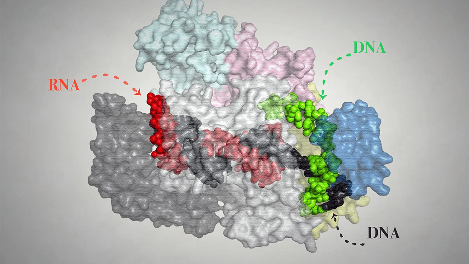 Un nuevo bisturi molecular actua como un GPS para mejorar la edicion genetica