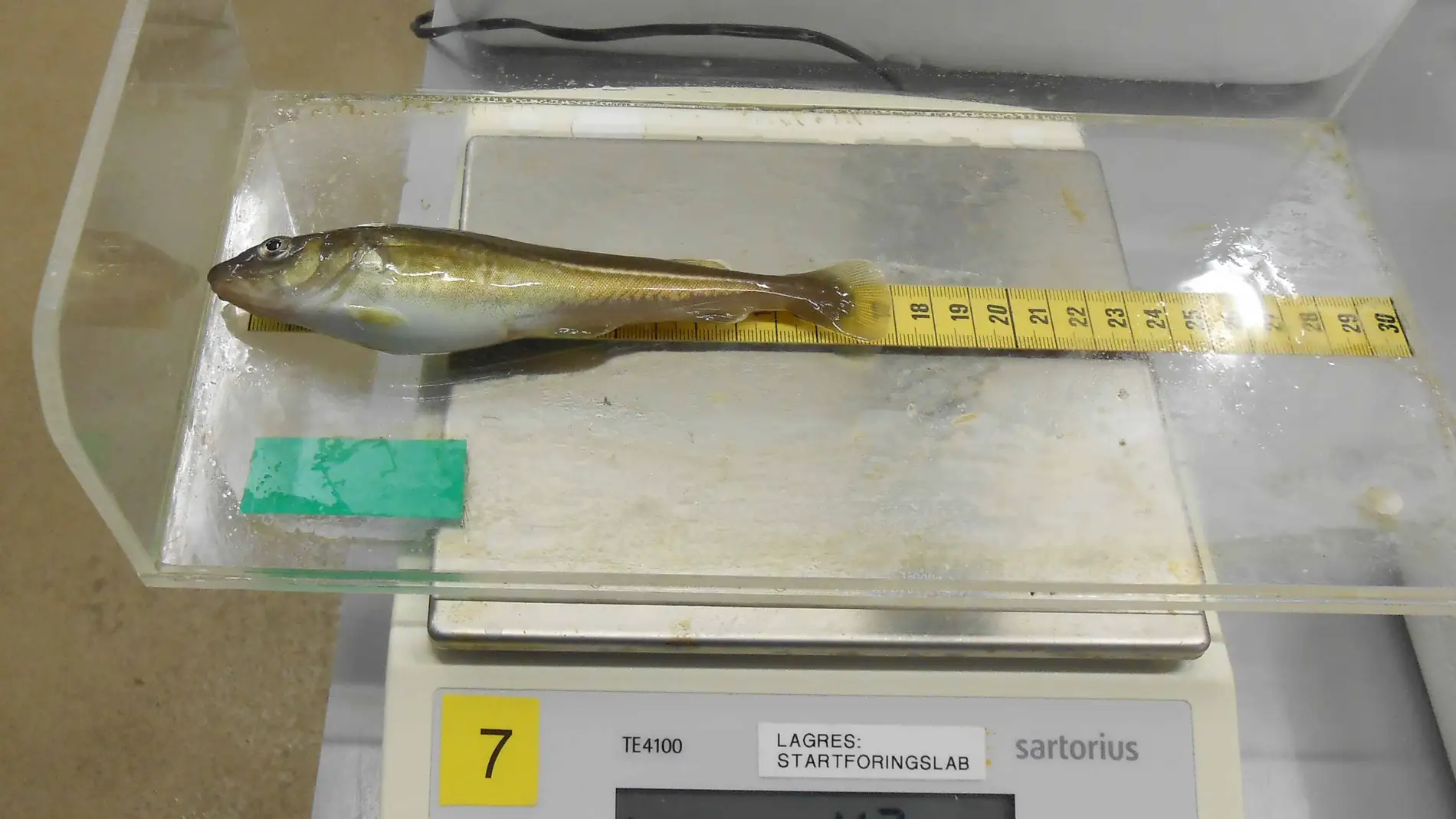 Elaboran un pienso que reduce el estres en el bacalao y mejora su crecimiento
