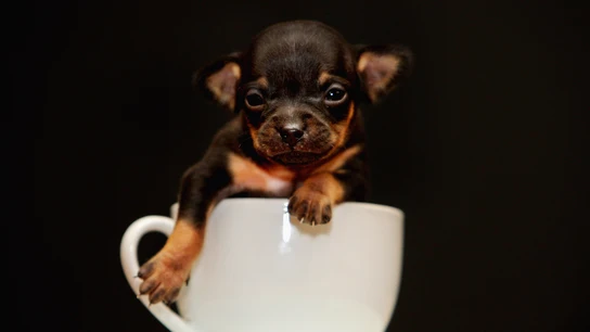 Imagen de archivo de un cachorro en una taza Imagen de archivo de un cachorro en una taza
