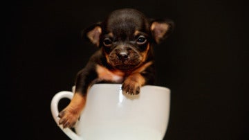 Imagen de archivo de un cachorro en una taza