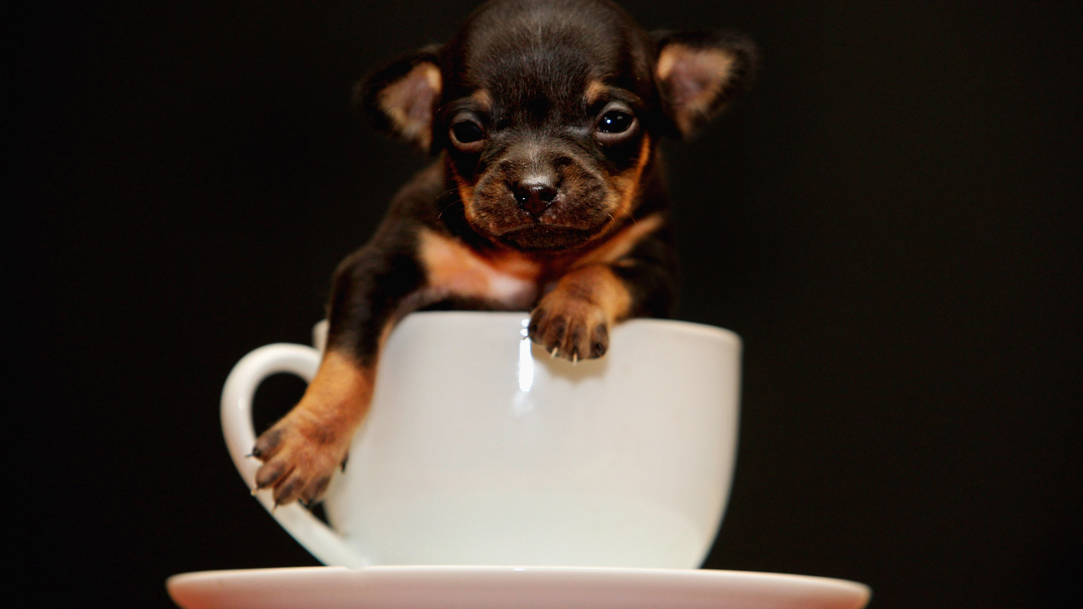 Imagen de archivo de un cachorro en una taza