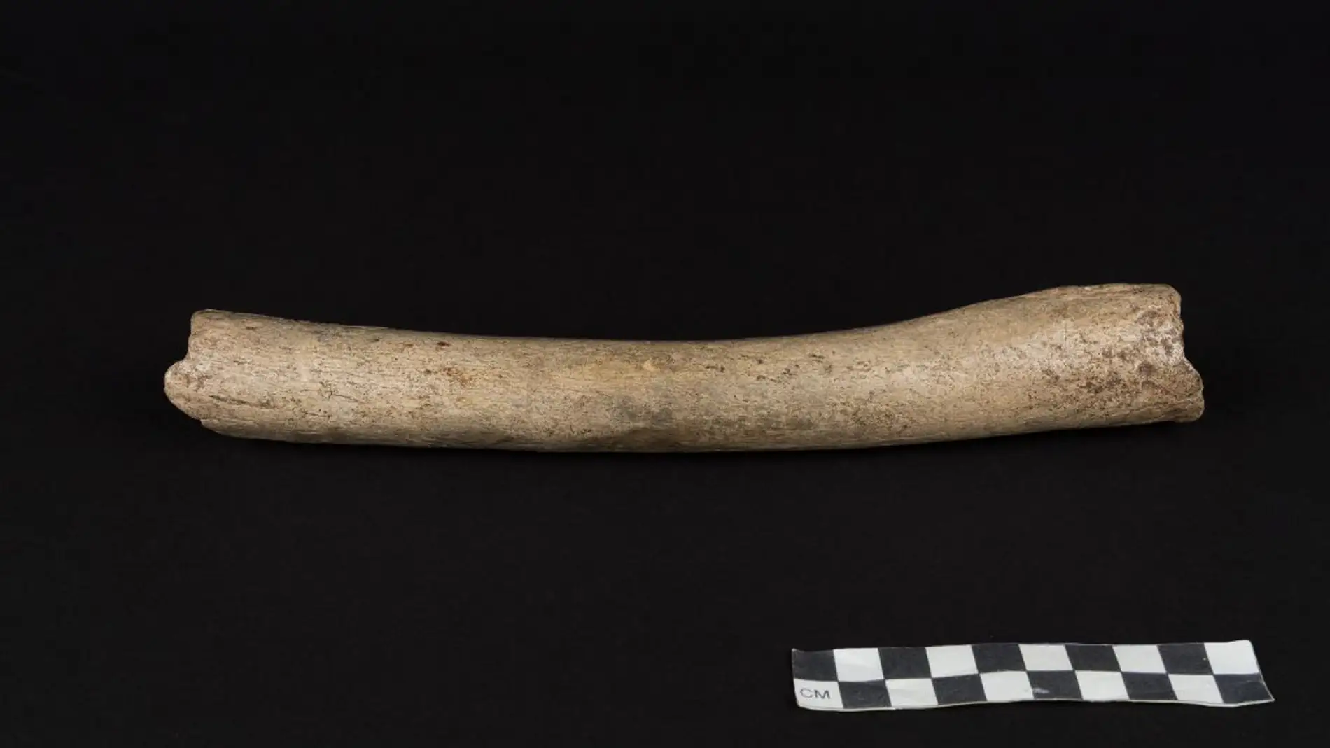 El ADN mitocondrial neandertal revela una nueva ola de migracion humana desde Africa