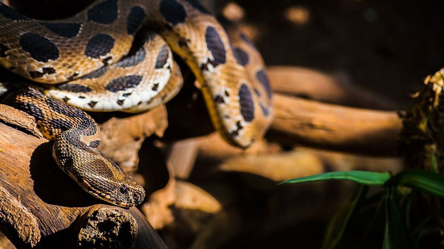 La v&iacute;bora de Russell (Daboia russelii) es una de las serpientes que m&aacute;s mordeduras causa en la India y Sri Lanka