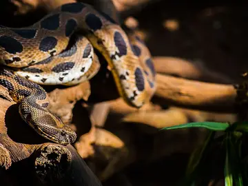 La víbora de Russell (Daboia russelii) es una de las serpientes que más mordeduras causa en la India y Sri Lanka La víbora de Russell (Daboia russelii) es una de las serpientes que más mordeduras causa en la India y Sri Lanka