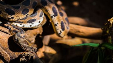 La víbora de Russell (Daboia russelii) es una de las serpientes que más mordeduras causa en la India y Sri Lanka