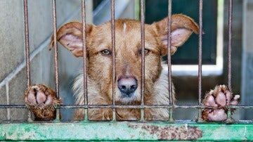 Más de 137.000 animales abandonados en 2016 en España