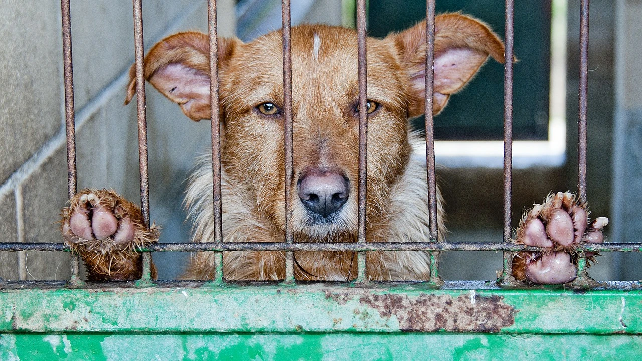 Más de 137.000 animales abandonados en 2016 en España