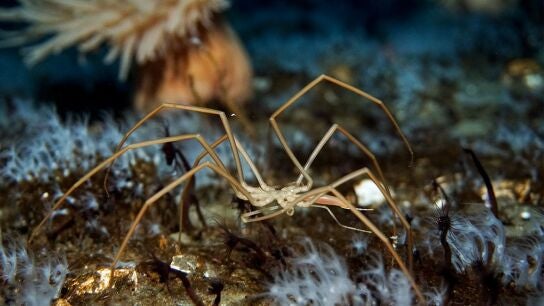 Investigadores descubren al &uacute;nico animal que bombea la sangre con sus tripas 