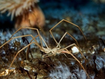 Investigadores descubren al único animal que bombea la sangre con sus tripas Investigadores descubren al único animal que bombea la sangre con sus tripas