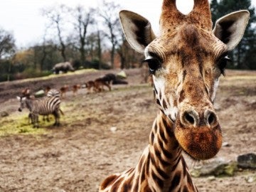 Se han registrado muertes de jirafas golpeadas por un rayo en distintos zoológicos y reservas naturales 
