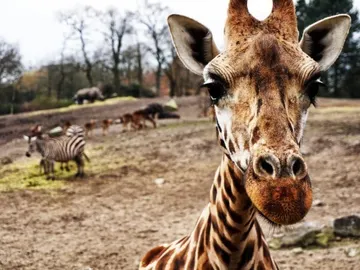 Se han registrado muertes de jirafas golpeadas por un rayo en distintos zoológicos y reservas naturales Se han registrado muertes de jirafas golpeadas por un rayo en distintos zoológicos y reservas naturales