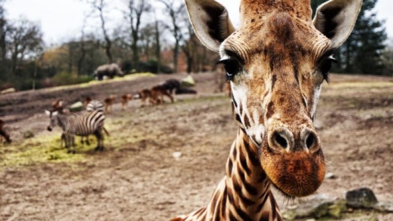 ¿Alcanzan los rayos a las jirafas más que a otros animales?