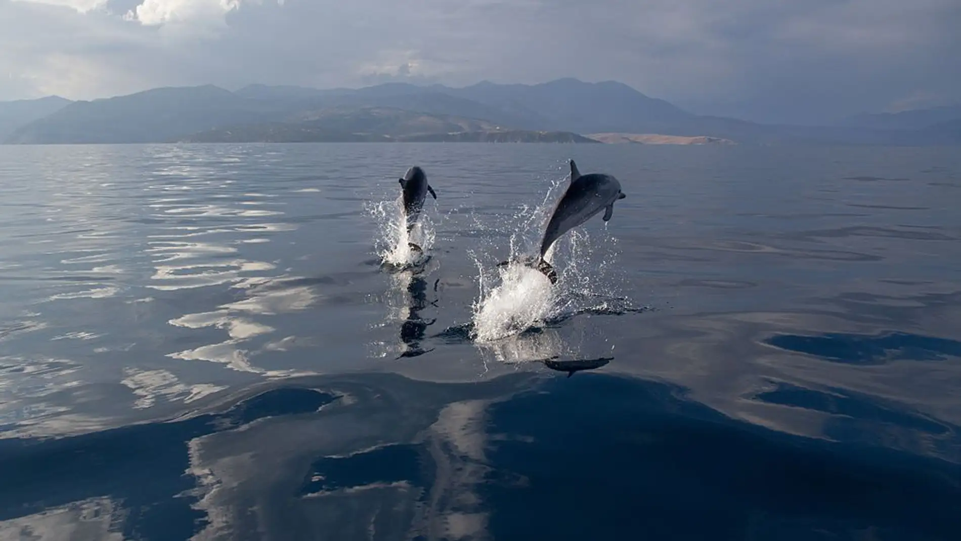 Los delfines se adaptan a los efectos de la sobrepesca