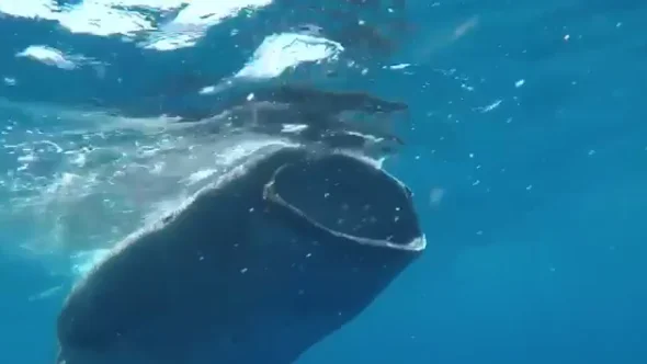 Sergio Ramos, nadando entre tiburones en Los Ángeles Sergio Ramos, nadando entre tiburones en Los Ángeles