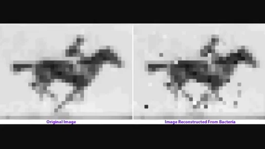 Guardan un vídeo en el ADN de una bacteria Guardan un vídeo en el ADN de una bacteria