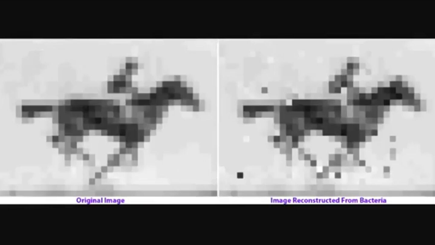 Guardan un v&iacute;deo en el ADN de una bacteria