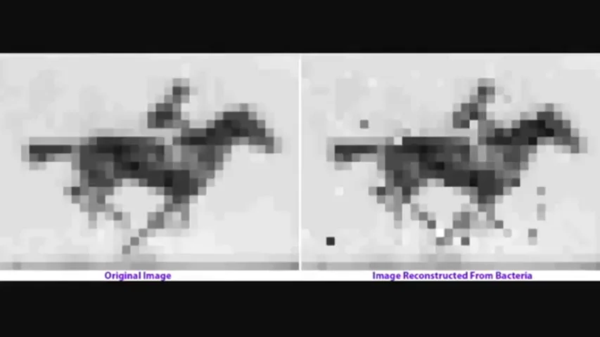 Guardan un vídeo en el ADN de una bacteria