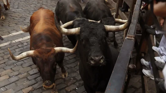 San Fermín 2017 Los toros de Miura de Lora del Río (Sevilla) a su paso por la curva de Mercaderes en un último encierro en el que han dejado cinco heridos, ninguno por asta.