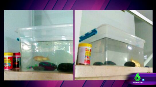 Peses&iacute;n antes y despu&eacute;s