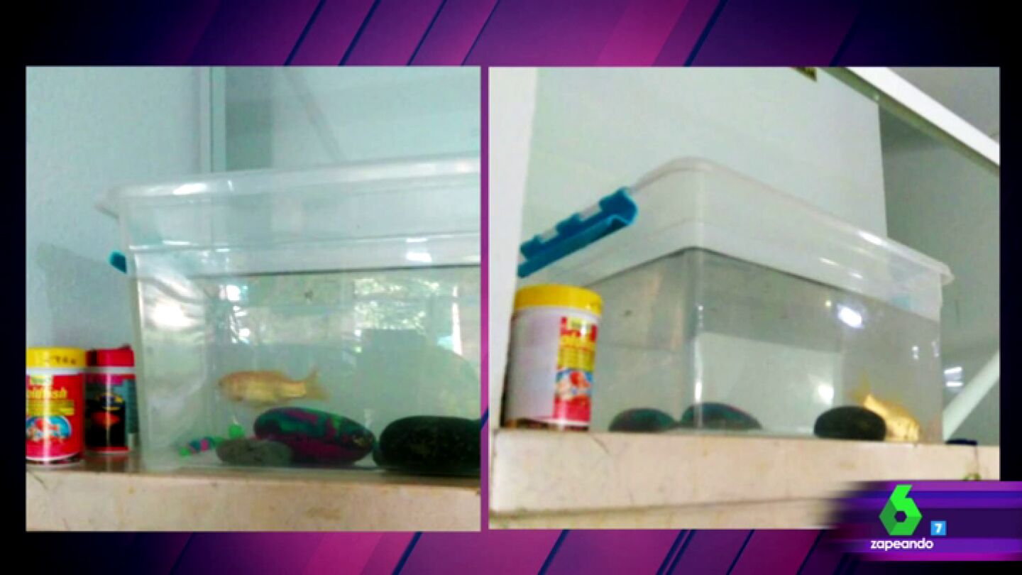 Peses&iacute;n antes y despu&eacute;s