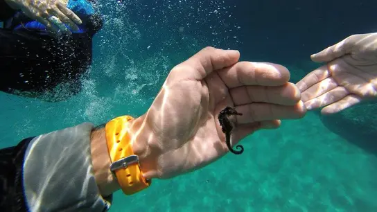 Caballito de mar en aguas de Xàbia Caballito de mar en aguas de Xàbia