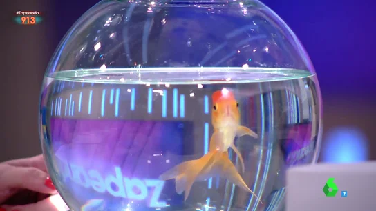 'Frankesín', la mascota de Frank Blanco 'Frankesín', la mascota de Frank Blanco