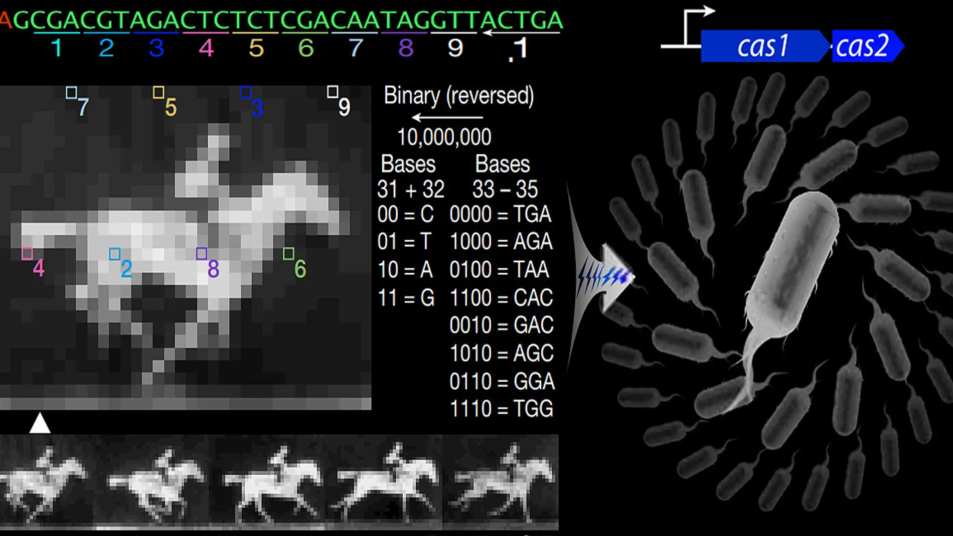 Tecnologia CRISPR para grabar fotos y videos en el ADN de las bacterias