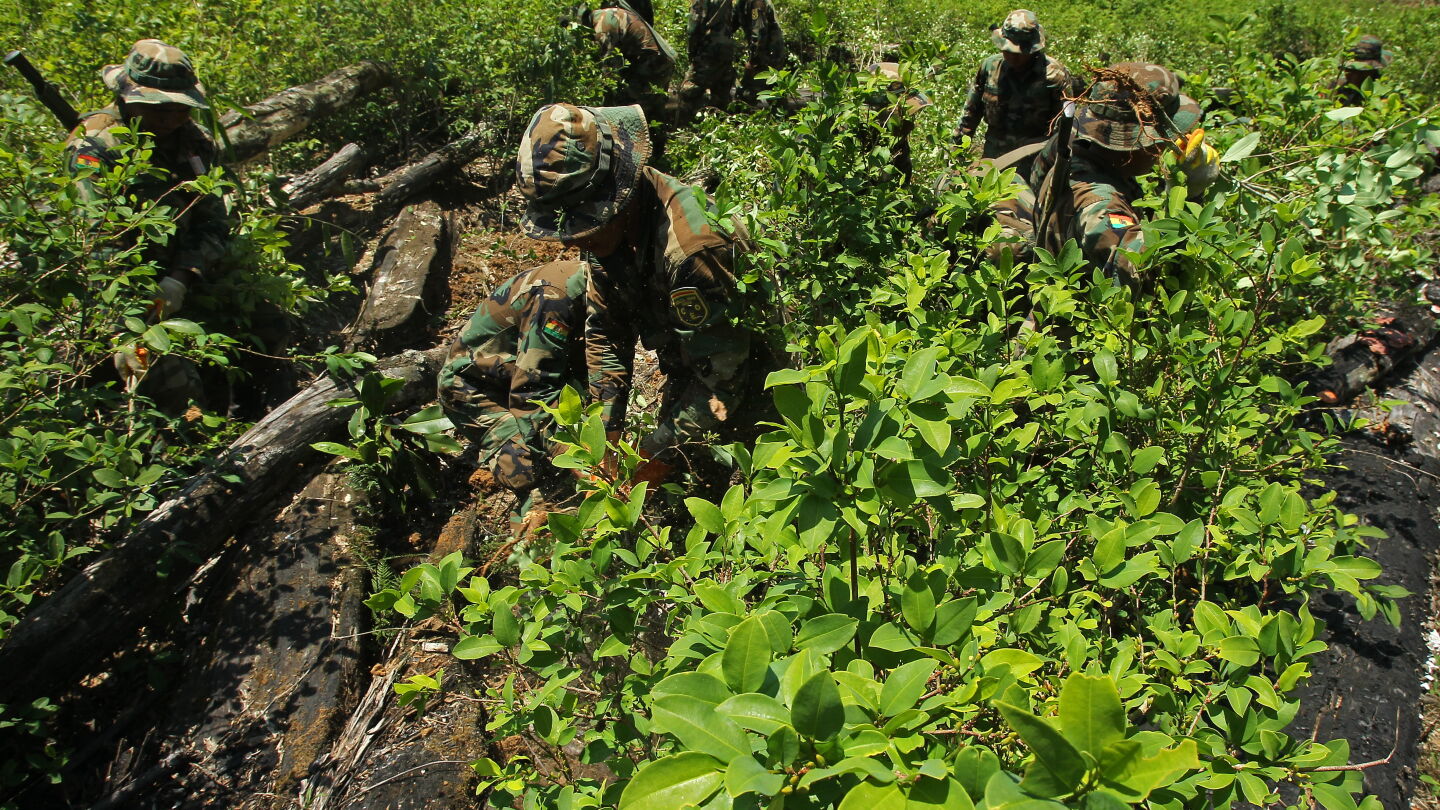 Polic&iacute;as y soldados bolivianos erradican un cultivo de coca en Bolivia