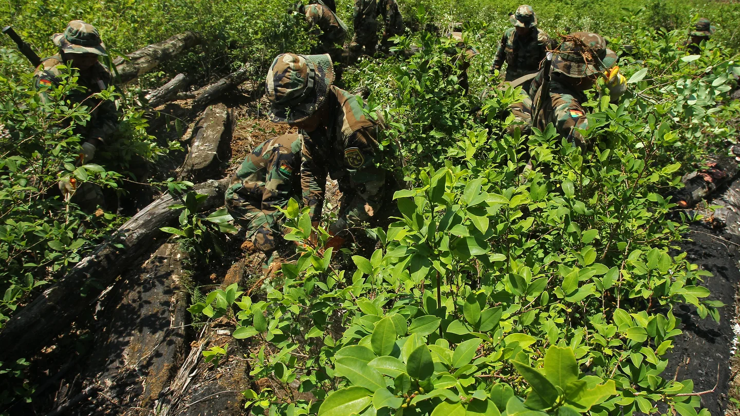 Policías y soldados bolivianos erradican un cultivo de coca en Bolivia Policías y soldados bolivianos erradican un cultivo de coca en Bolivia