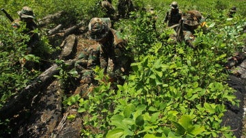 Policías y soldados bolivianos erradican un cultivo de coca en Bolivia