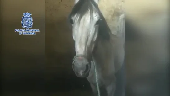 Rescatan a dos caballos, una mula y una yegua deshidratados en Vélez-Málaga y detienen al dueño por maltrato animal Rescatan a dos caballos, una mula y una yegua deshidratados en Vélez-Málaga y detienen al dueño por maltrato animal