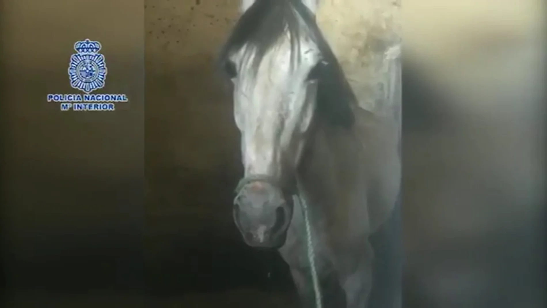 Rescatan a dos caballos, una mula y una yegua deshidratados en Vélez-Málaga y detienen al dueño por maltrato animal