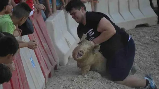 La polémica 'caza del marrano' en Ceutí ya ha sido prohibida La polémica 'caza del marrano' en Ceutí ya ha sido prohibida