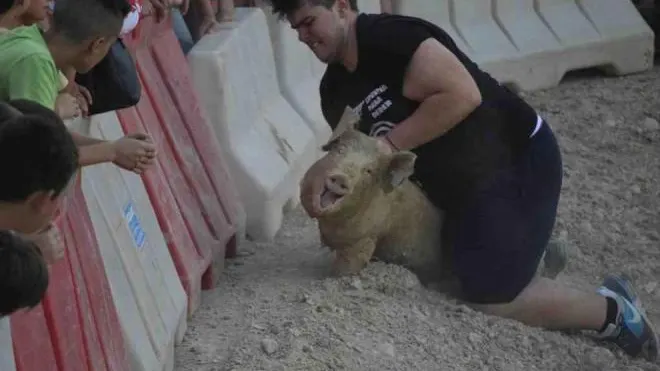 La polémica 'caza del marrano' en Ceutí ya ha sido prohibida