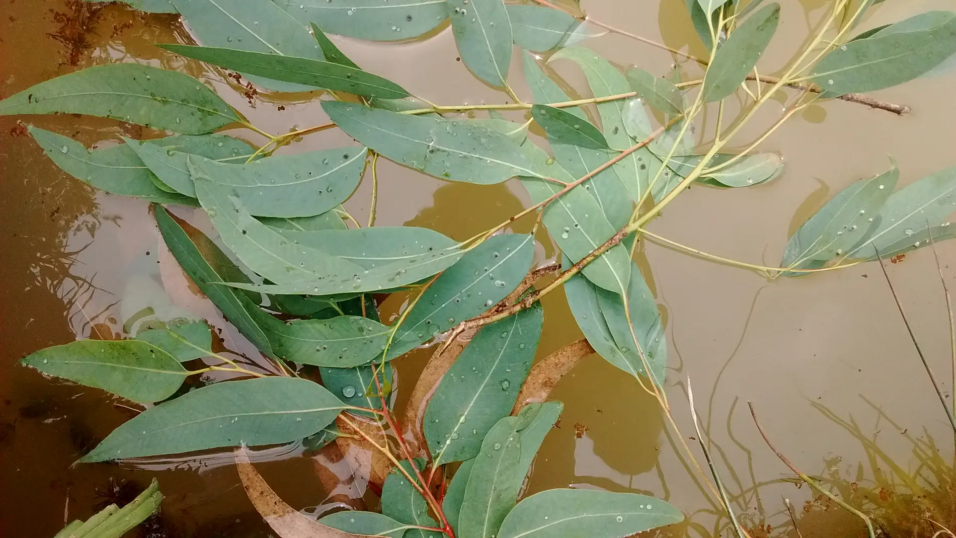 Hojas de eucalipto en el agua