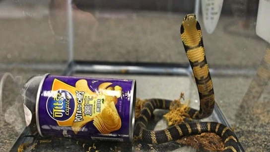 Una de las cobras halladas en un bote de patatas Una de las cobras halladas en un bote de patatas