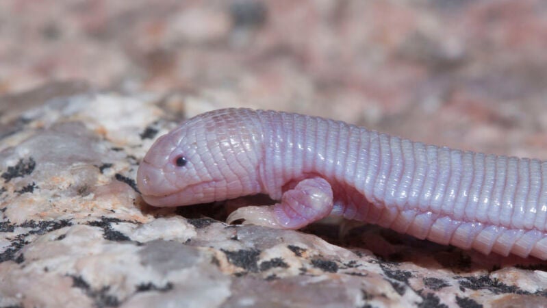 El lagarto de dos patas con aspecto de serpiente