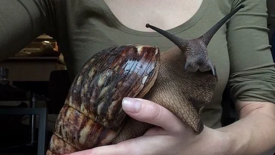 La Achatina fulica, una especie de origen africano La Achatina fulica, una especie de origen africano