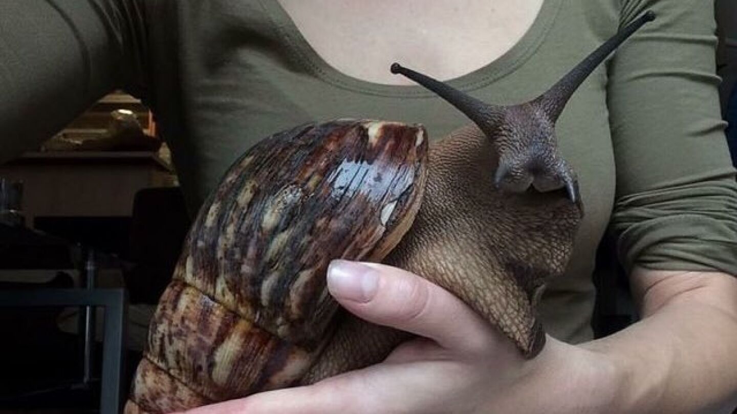 La Achatina fulica, una especie de origen africano
