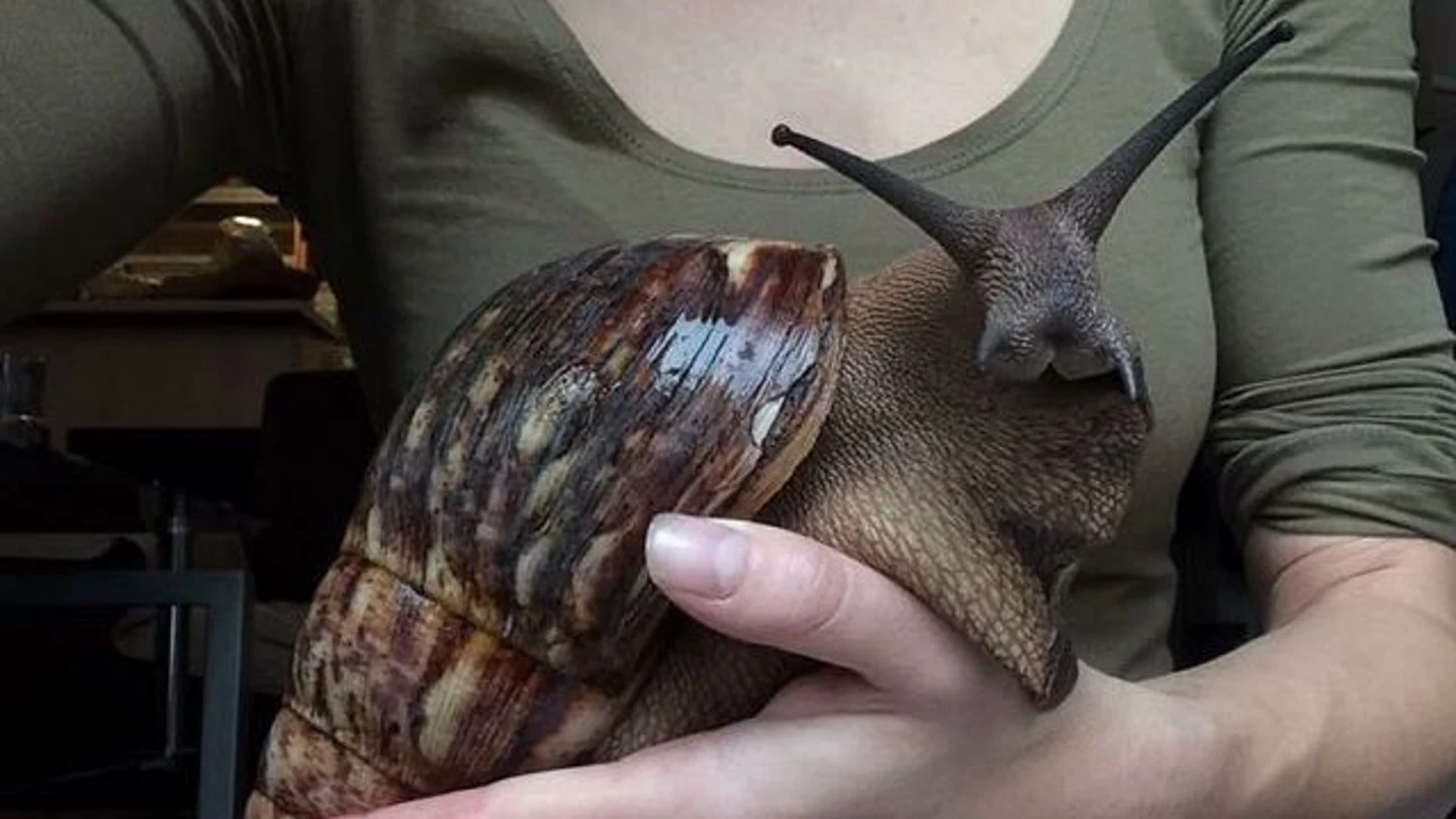 La Achatina fulica, una especie de origen africano La Achatina fulica, una especie de origen africano