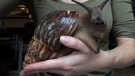 Fotografía de un caracol gigante Fotografía de un caracol gigante