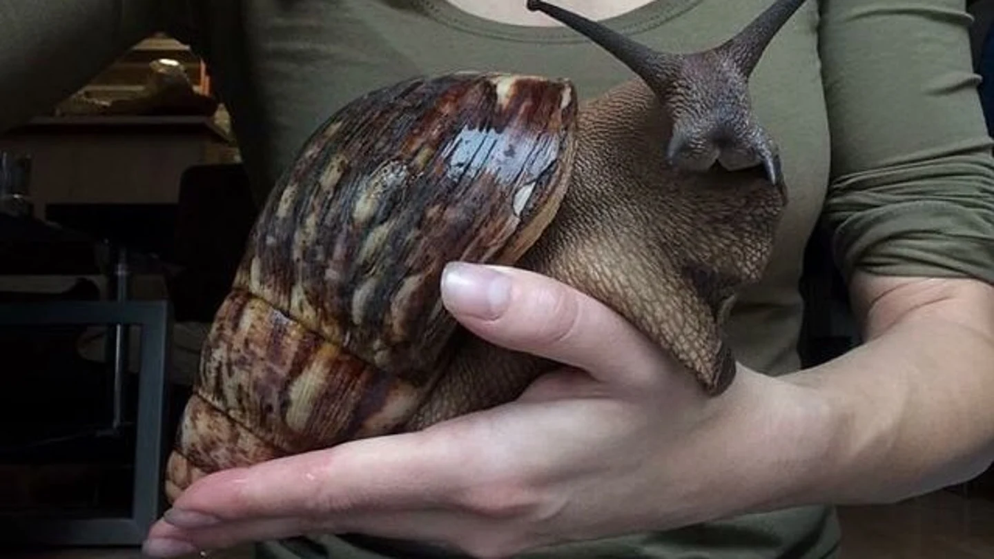 Fotografía de un caracol gigante Fotografía de un caracol gigante