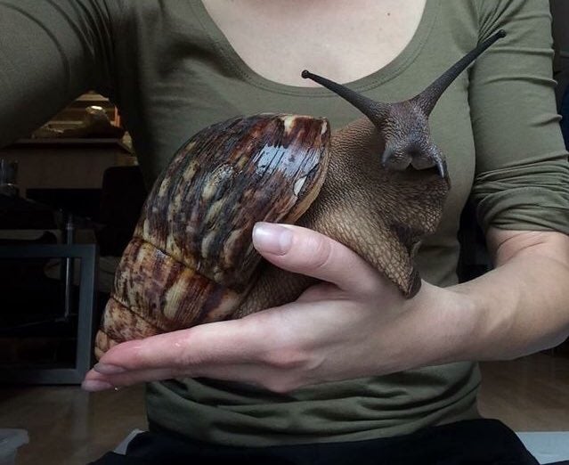 Fotografía de un caracol gigante