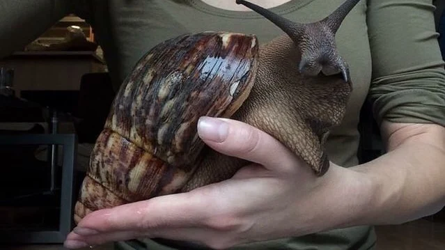 Fotografía de un caracol gigante