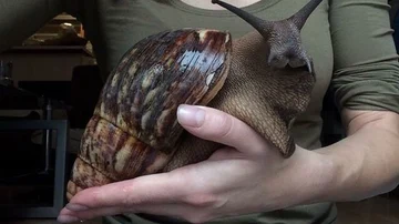 Fotografía de un caracol gigante Fotografía de un caracol gigante
