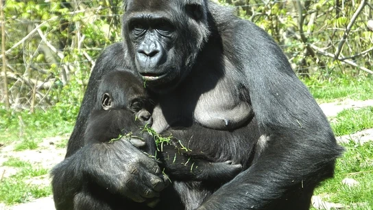 Imagen de archivo de una cría de gorila y su madre Imagen de archivo de una cría de gorila y su madre
