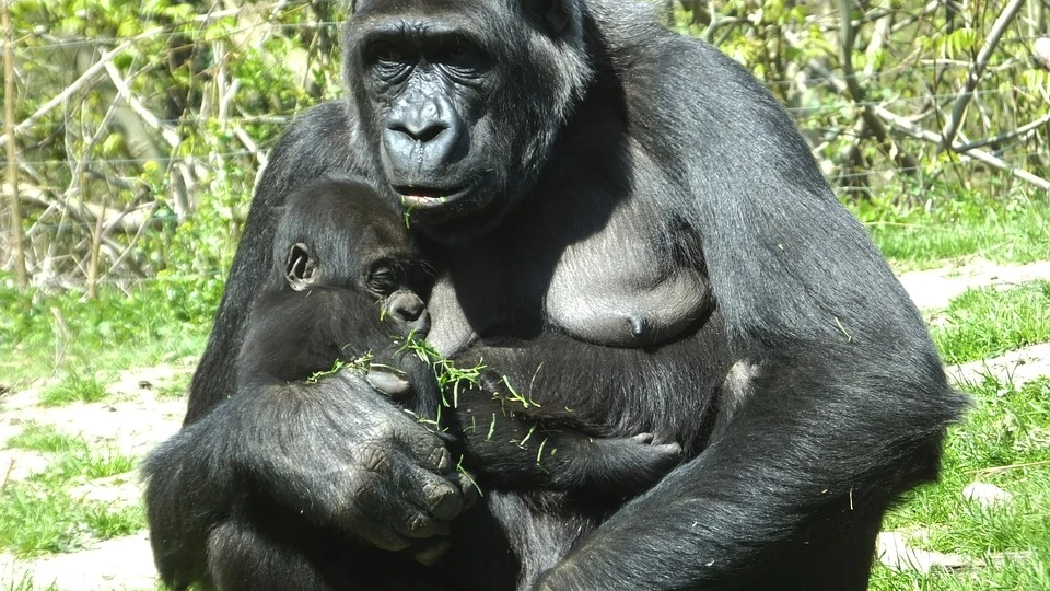 Imagen de archivo de una cría de gorila y su madre 