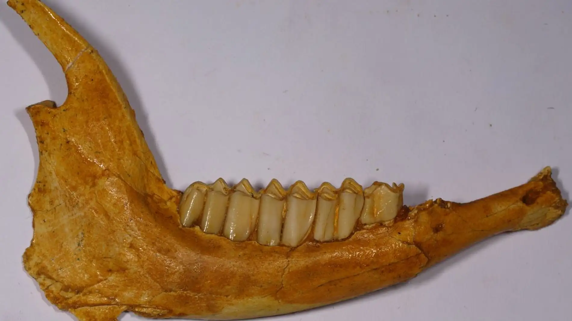 Yacimiento y detalle de una hoja fosilizada 