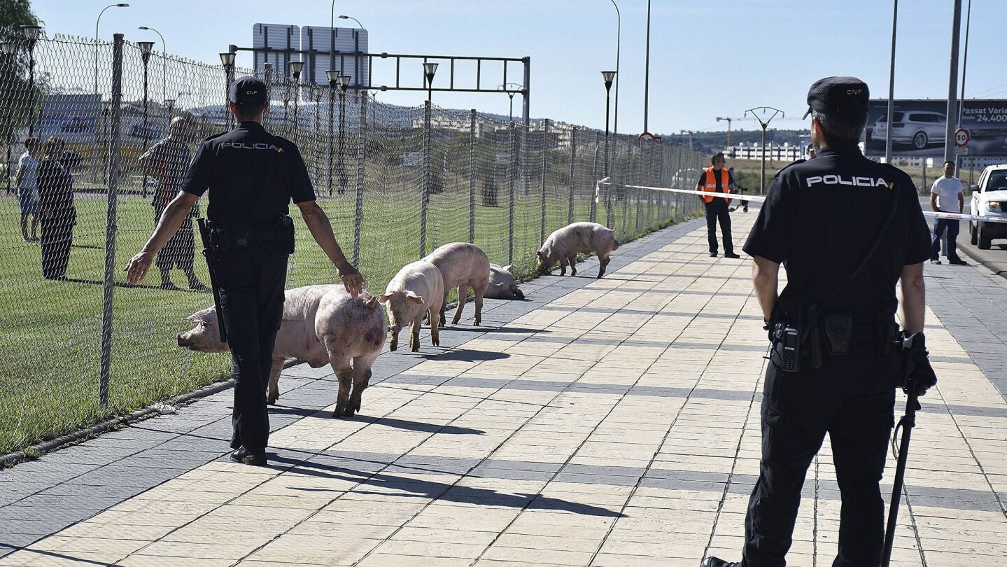Cerdos en la ciudad de Soria arrinconados por la Polic&iacute;a